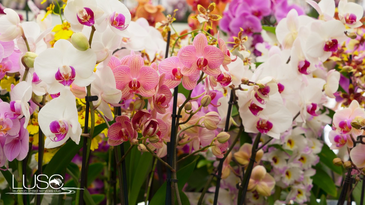 Featured image for “Camden Haven Orchid Society Spring Show at Laurieton Services Club”